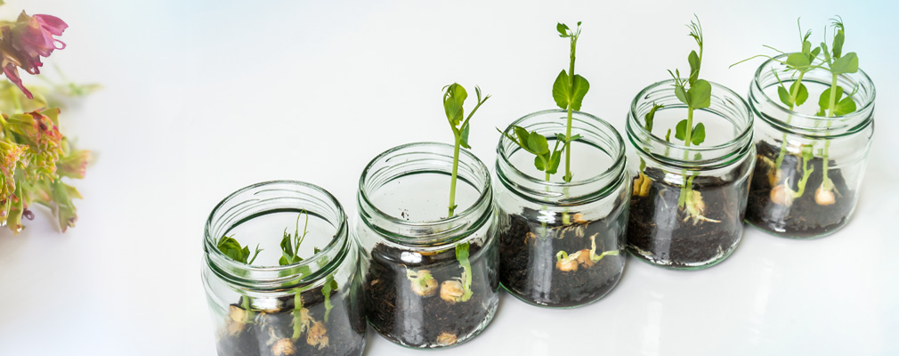 Immagine banner: erbe coltivate in cinque barattoli