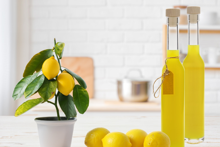 Immagine d'atmosfera: due bottiglie di limoncello disposte con limoni e un albero di limoni